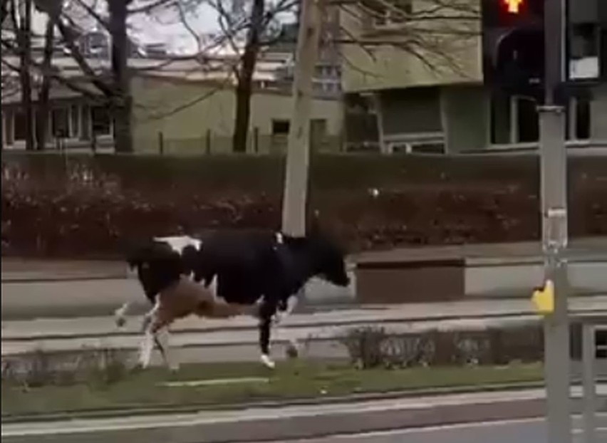 Krowa chodziła po placu Grunwaldzkim. Uciekła z uczelni