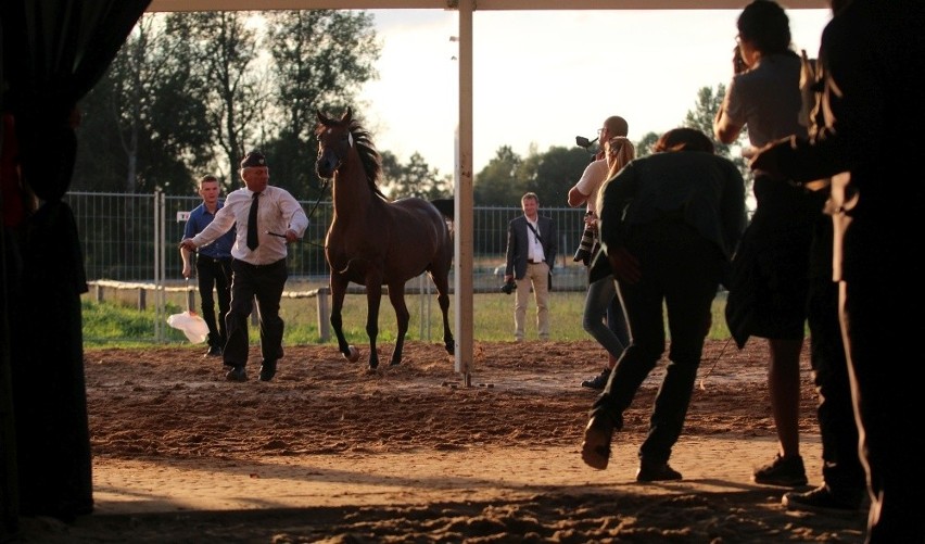 Aukcja koni arabskich w Janowie Podlaskim: Emira sprzedana za 550 tys., a potem za 225 tys. euro 