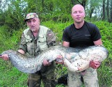 Sum gigant ma 178 cm długości! Złowiony i wypuszczony w Odrze [ZDJĘCIA]