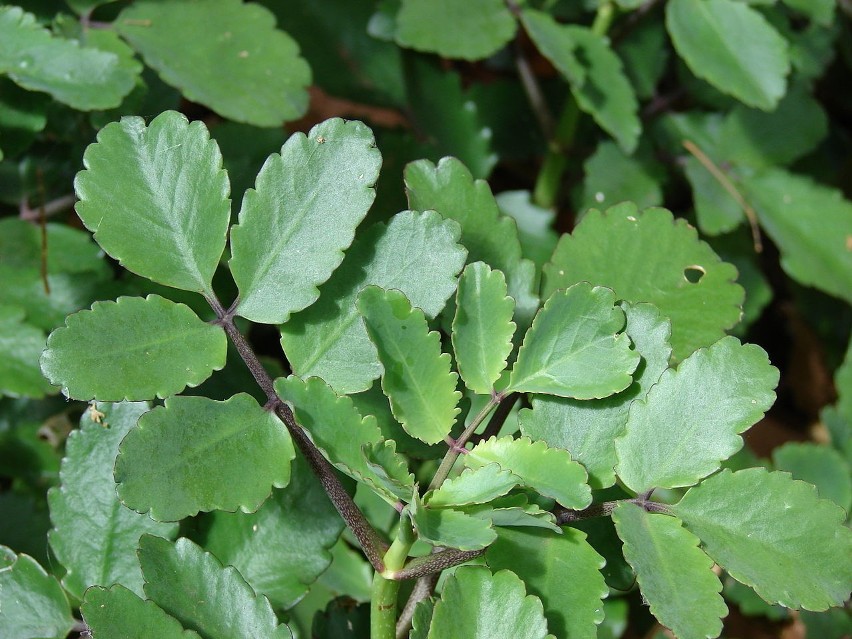 Żyworódka pierzasta (Kalanchoe pinnata) ma właściwości...