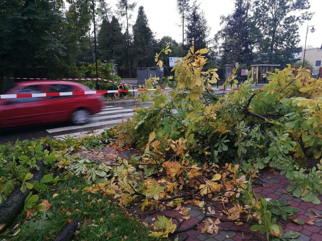 Wichura powaliła drzewo między innymi w centrum Końskich, przy ulicy księdza Granata