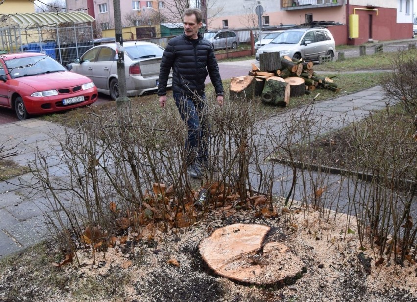 Wycinka osiedlowych drzew w Suchedniowie. Jedni jej żądają, inni protestują
