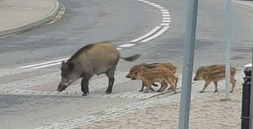 Dziki w Rybniku coraz bardziej dzikie. Boguszowice się boją