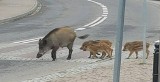Dziki atakują w Rybniku. Mieszkańcy Boguszowic boją się wychodzić na ulice [ZDJĘCIA]