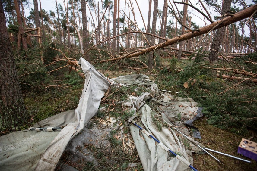 Nawałnica zniszczyła hektary lasów w okolicach Suszka