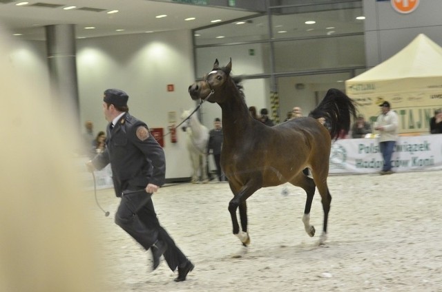 Na trwających na Międzynarodowych Targach Poznańskich zawodach jeździeckich Cavaliada odbył się pokaz koni arabskich czystej krwi.