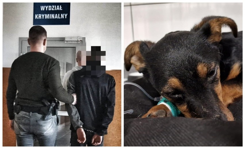 17-latek z gm. Szczuczyn podejrzany o brutalne znęcanie się nad psem. Sąd nie zgodził się na areszt. Jest skarga prokuratury