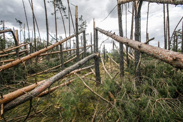Tornado w Koniecpolu zniszczyło 300 ha lasu. Straty sa ogromne. Nie wolno wchodzić do lasu. Zobacz kolejne zdjęcia. Przesuwaj zdjęcia w prawo - naciśnij strzałkę lub przycisk NASTĘPNE