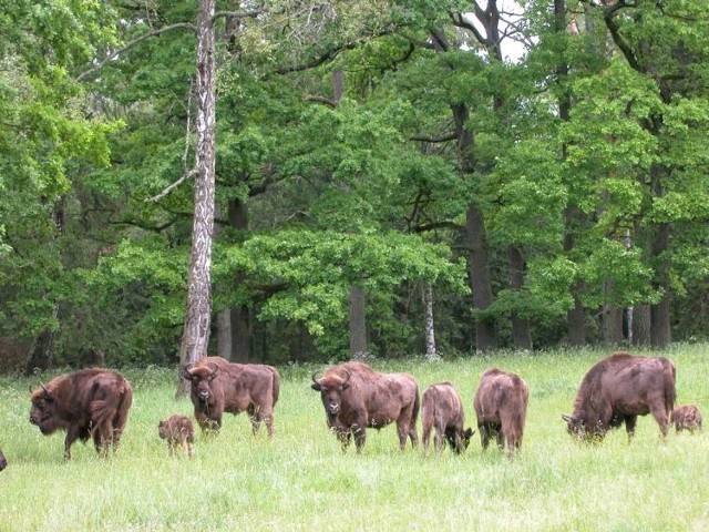 Puszcza Białowieska stanowi przysłowiową kość niezgody