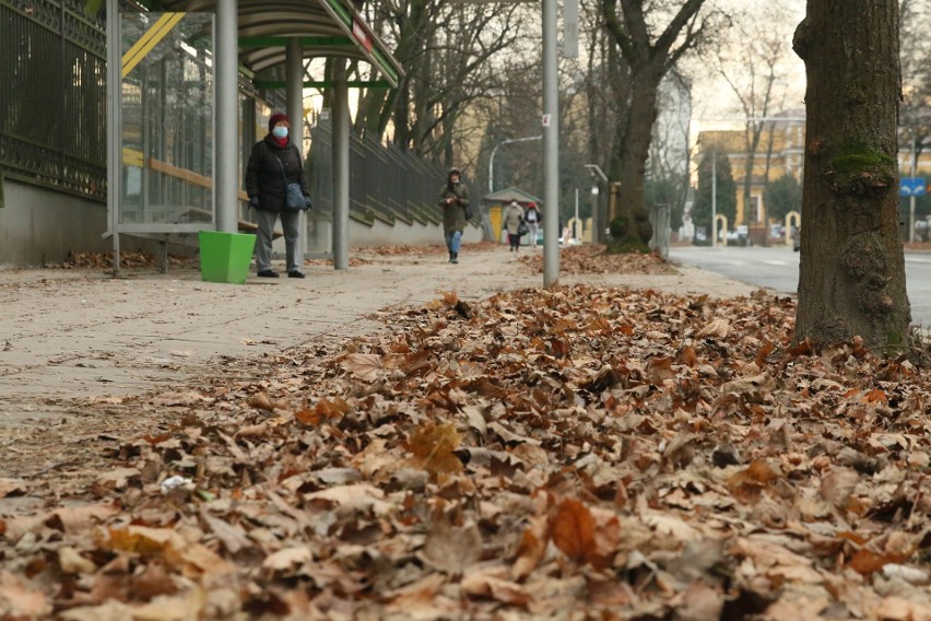 Czytelnik skarży się na niesprzątnięte liście w centrum Lublina. „To nie wygląda dobrze”