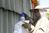 Trwa sezon na pszczoły, osy, szerszenie! Co zrobić, gdy natkniemy się na ich gniazdo? Straż Pożarna w Łodzi ostrzega mieszkańców