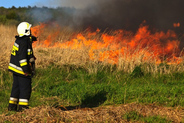 Ten wielki pożar spustoszył ok. 50 ha terenu