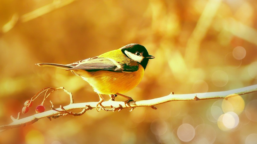 Jarzębina stanowi pożywienie dla wielu ptaków. W okresie...