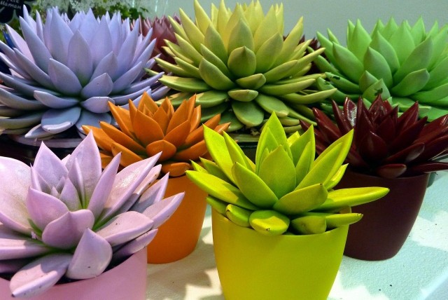 Farbowane rośliny można coraz częściej spotkać w marketach. Ale ten zabieg szkodzi roślinom i nie są one trwałe.
