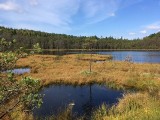 "Lisia Kępa" piątym rezerwatem przyrody na terenie gminy Bytów (zdjęcia)