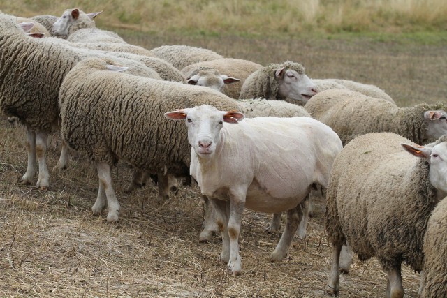 Hodowca spod Wałbrzycha stracił 30 owiec.