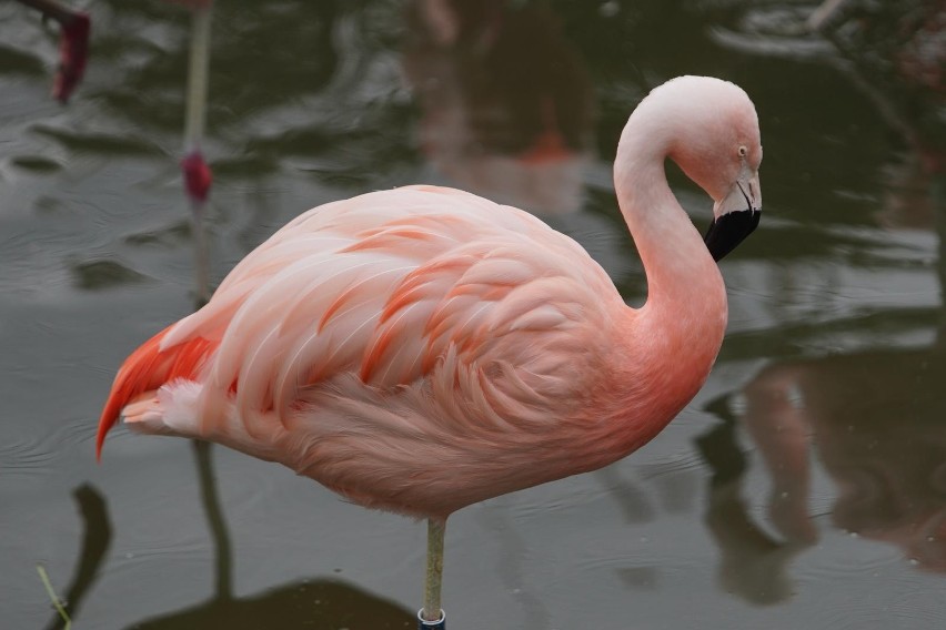 Ogród zoologiczny, jedna z największych atrakcji Poznania,...