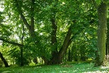 Lubelska lipa szerokolistna powalczy o tytuł Drzewa Roku. Kilkadziesiąt lat temu wykorzystywano ją do leczenia chorych