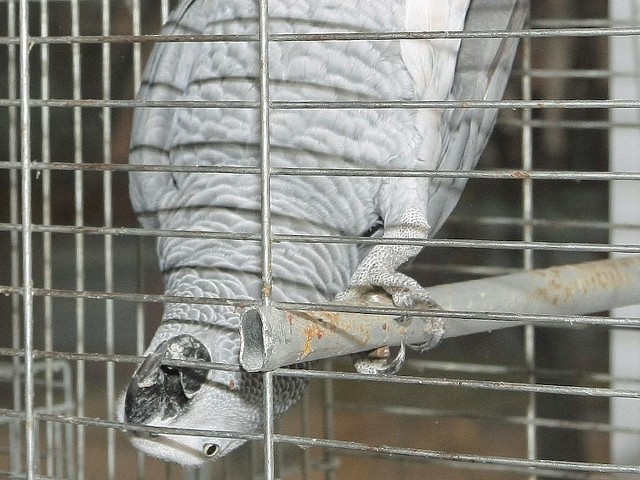 Papuga żako, żyje w niewoli i nie ma problemów z przetrwaniem zimy. Ale czy jest dzięki temu szczęśliwsza?