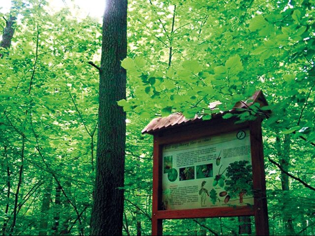 Tablice informacyjne rozstawione na szlakach podpowiedzą, jakie drzewa najlepiej sprawdzą się w drzewoterapii