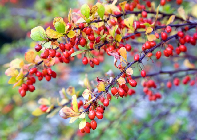 W listopadzie możemy podziwiać czerwone owoce berberysu