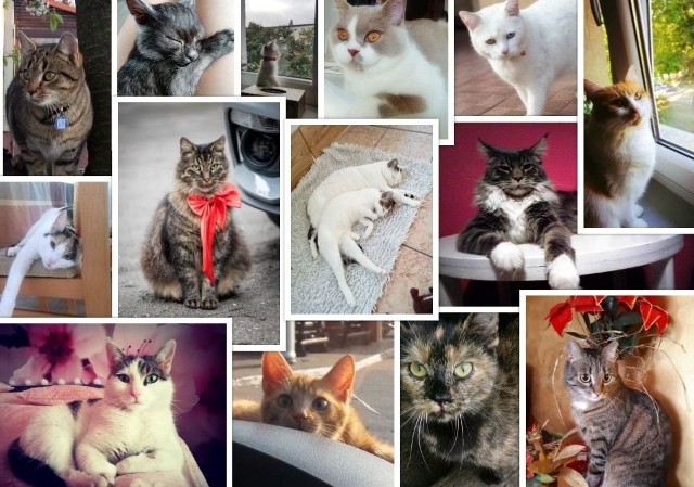 Trwa głosowanie finałowe w akcji „Echa Dnia” - Super Pupil 2019. To casting na psy, koty i inne zwierzątka, których zdjęcia ozdobią okładki i karty kalendarzy. Prezentujemy liderów rankingu w środę, 30 października o godzinie 15 w kategorii Koty. ZOBACZ zdjęcia na kolejnych slajdach>>>Finałowe głosowanie wojewódzkie zakończy się w czwartek, 31 października o godzinie 22. Do kalendarza trafi 12 kotów z największą ilością głosów.Kliknij TUTAJ i przejdź do głównego artykułu akcji Pupil Roku 2019KLIKNIJ i ZOBACZ WSZYSTKIE NOMINOWANE KOTY