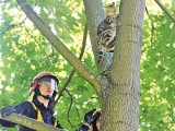 Krowa w szambie, piłka na dachu - do czego wzywani są strażacy