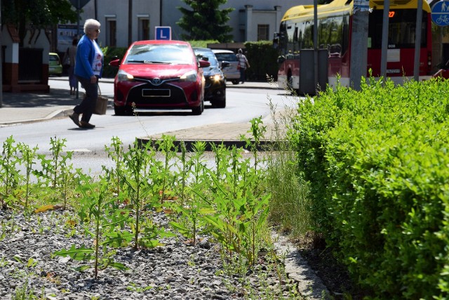 Rondo Solidarności w Inowrocławiu jest aktualnie mocno zarośnięte chwastami i samosiejkami. Trawa na ulicy Laubitza sięga pieszym do pasa. Kiedy pojawią się tu kosiarki?Trawniki przy drogach powiatowych i miejskich w centrum Inowrocławia zostały już przystrzyżone. Aktualnie najgorzej prezentują się ulica Laubitza i rondo Solidarności. Codziennie przejeżdżają tędy tysiące kierowców. Zachwaszczone centrum miasta to fatalna wizytówka Inowrocławia. - Jak można było doprowadzić to miejsce do takiego stanu? Dlaczego nikt w tej sprawie nie interweniuje? - pyta zdegustowana mieszkanka Inowrocławia, którą spotkaliśmy w trakcie spaceru, a jej mąż dodaje: - Gdybym był młodszy, sam chwyciłbym za kosę i zrobił tu porządek! Jak ustaliliśmy, obecnie tym odcinkiem starego przebiegu drogi krajowej nr 15 administruje Zarząd Dróg Wojewódzkich w Bydgoszczy. Kiedy pojawią się tu kosiarki? Kiedy administrator uporządkuje to miejsce?- Pierwszy przetarg niestety nie zakończył się wyborem wykonawcy. Jeden oferent nie spełniał warunków, a druga firma odstąpiła od podpisania umowy. Obecnie finalizujemy powtórzone postępowanie i gdy tylko podpiszemy umowę zlecimy wykaszanie zgłoszonych miejsc w Inowrocławiu - zapewnia Michał Sitarek z ZDW Bydgoszcz.