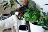 Te rośliny i kwiaty są trujące dla psów. Masz takie rośliny w swoim domu?