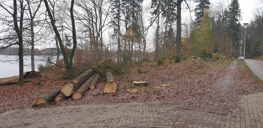 Kontrowersyjna wycinka drzew nad jeziorem Jeleń.