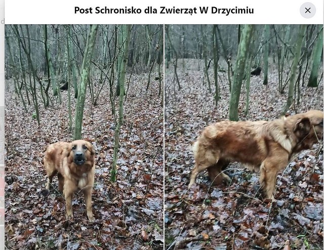 28 grudnia 2022 ok. godz. 10 mieszkańcy Gródka w gminie Drzycim w powiecie świeckim znaleźli sukę przywiązaną do drzewa. Słyszeli jej głośne szczekanie. Pies trafił do schroniska dla zwierząt w Drzycimiu. Był głodny i wystraszony. 