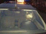 Pies kierowca w Poznaniu. Chciał prowadzić radiowóz!