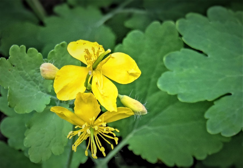 Glistnik jaskółcze ziele (Chelidonium majus) zbiera się...