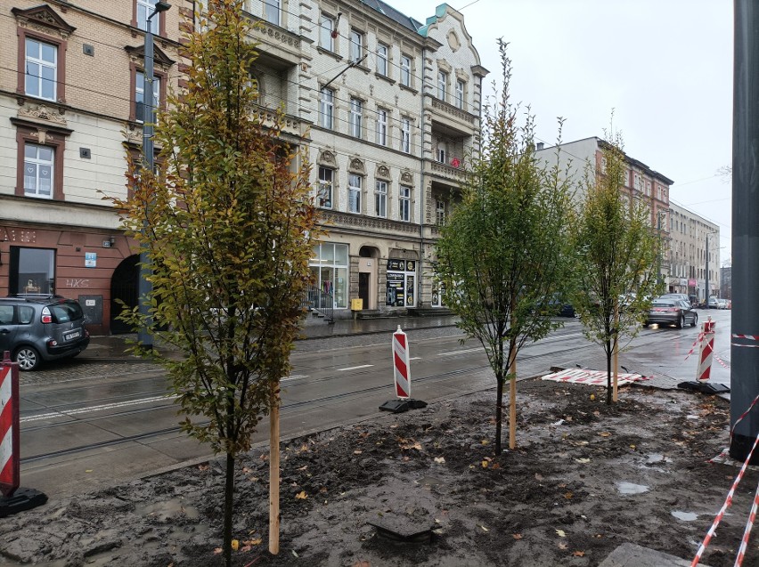 Drzewa, które pojawiły się na ul. 3 Maja w Chorzowie - stan...