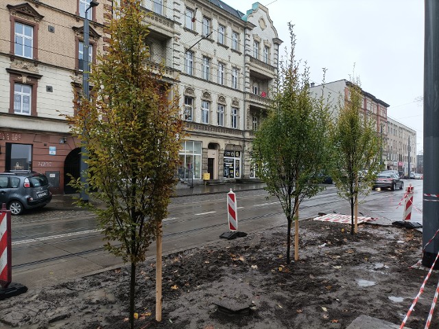 Drzewa, które pojawiły się na ul. 3 Maja w Chorzowie - stan na 15.11.2023
