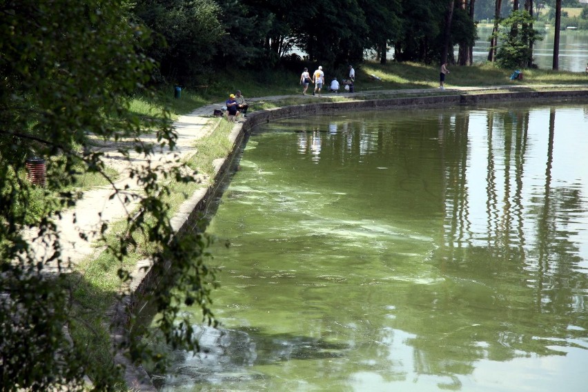 Woda w Zalewie Zemborzyckim może być przejrzysta jak...