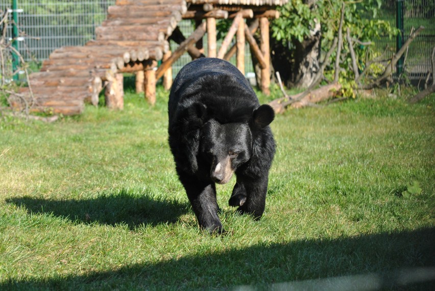 Niedźwiedzica Wolta swoje 39. urodziny świętowała 6...