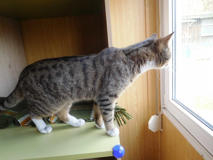 Koty w szczecińskim schronisku dla zwierząt mają ciepłe domki