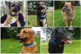 Nie kupuj, adoptuj! Psy w szczecińskim schronisku czekają na nowy dom [GALERIA] (22.04.2018)