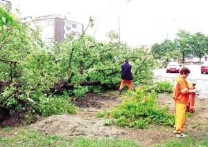 Drzewa usuwano bardzo sprawnie, ekipom należy się pochwała