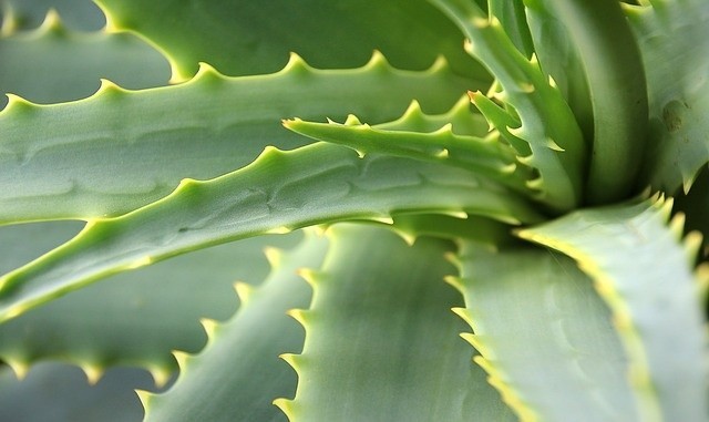 Aloes oczyszcza organizm,  korzystnie wpływa na układ...