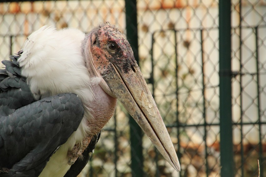 Marabut afrykański - najstarszy mieszkaniec śląskiego zoo