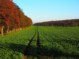 Mączniak rzekomy na plantacjach rzepaku. Biały nalot na liściach nie wróży nic dobrego