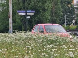 Toruń. Niekoszone trawy zasłaniają kierowcom widoczność przy wjeździe na rondo