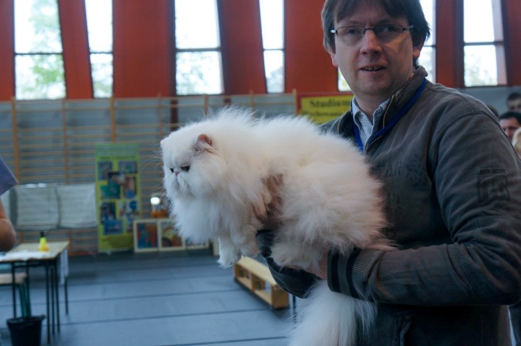 Międzynarodowa Wystawa Kotów w Białymstoku