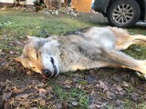 Jeden z najstarszych wilków z Puszczy Bydgoskiej zginął pod kołami samochodu