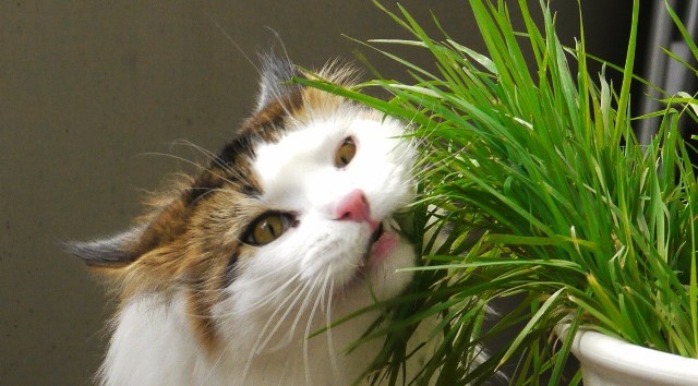 Które z naszych roślin domowych nie zaszkodzą kotom? Sprawdź!