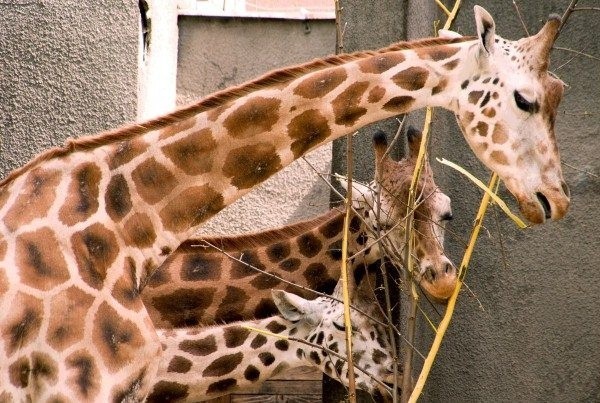 Z trzech żyraf w łódzkim zoo przeżyła tylko jedna.
