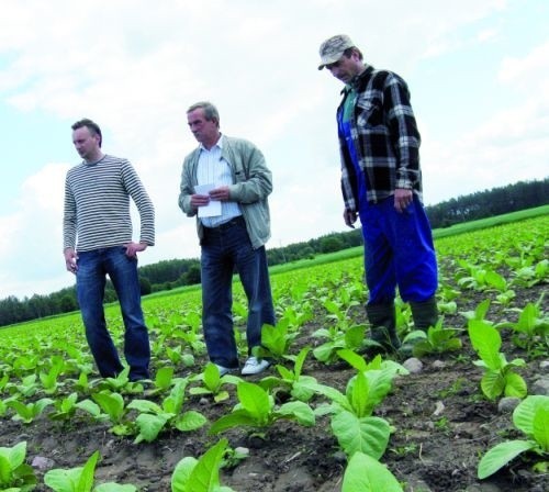 Plantatorzy zapowiadają, że nie zamierzają bezczynnie patrzeć na to, jak Unia likwiduje uprawę tytoniu. Na zdjęciu (od prawej): Grzegorz Sieńko, Jan Milanowski i Karol Borowski.