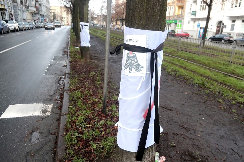 Będą protestować przeciwko planowanej wycince drzew na placu Szarych Szeregów i ulicy Piłsudskiego w Szczecinie